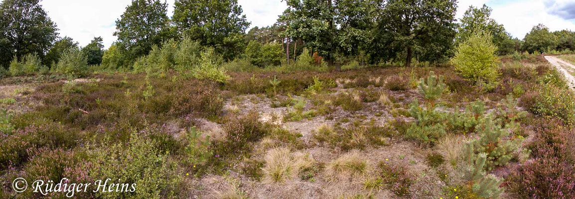 Oedipoda caerulescens (Blauflügelige Ödlandschrecke) Habitat
