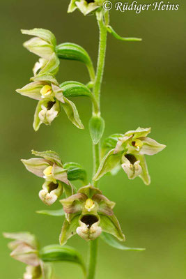 Epipactis helleborine (Breitblättrige Stendelwurz), 2.8.2016