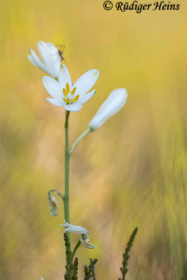 Anthericum ramosum (Ästige Graslilie)