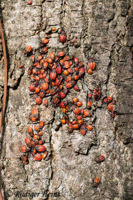 Pyrrhocoris apterus (Gemeine Feuerwanze)