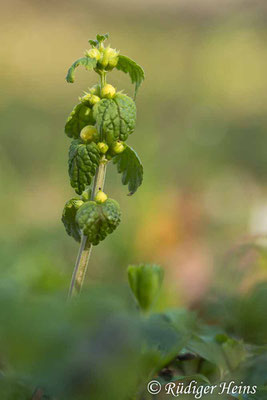 Lamium galeobdolon (Gewöhnliche Goldnessel), 3.5.2021