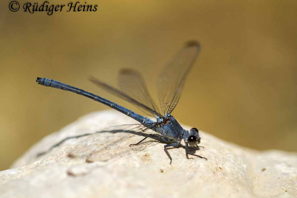 Epallage fatime (Blaue Orientjungfer) Männchen,  15.5.2015