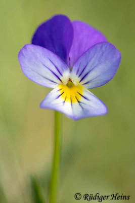 Wildes Stiefmütterchen (Viola tricolor), 26.6.2024 - Makroobjektiv 100mm f/2.8