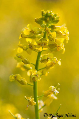 Barbarea vulgaris (Barbarakraut), 15.5.2020