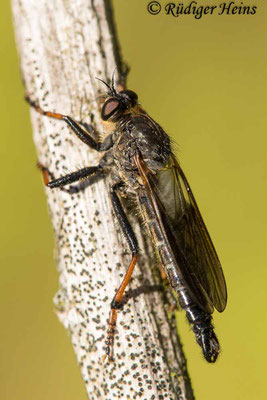 Pamponerus germanicus (Alabasterfliege) Männchen, 15.6.2021