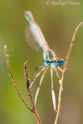 Platycnemis pennipes (Blaue Federlibelle) Männchen, 31.5.2009