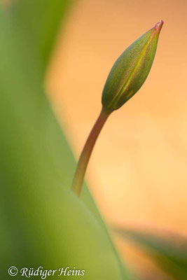 Tulipa sylvestris (Wilde Tulpe), 7.4.2023