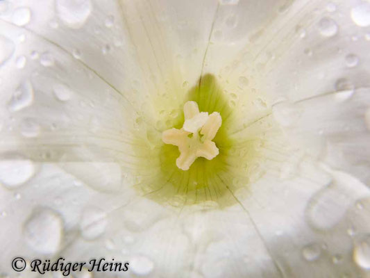 Calystegia sepium (Echte Zaunwinde), 5.8.2012