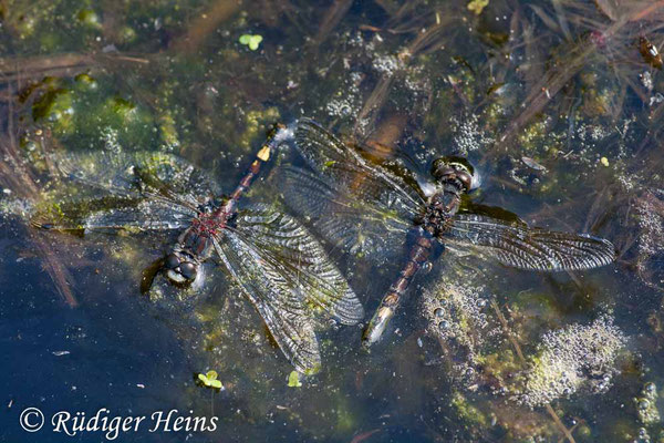 Leucorrhinia pectoralis (Große Moosjungfer) Männchen und Weibchen ins Wasser gefallen, 29.6.2008