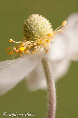 Anemone sylvestris (Wald-Windröschen)