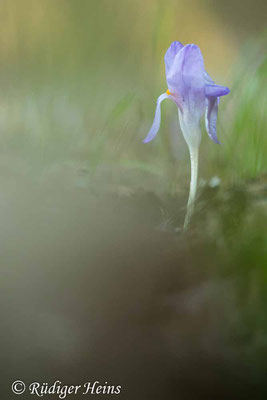Violetter Krokus am Wegrand, 7.3.2025 - Makroobjektiv 100mm f/2.8