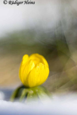 Eranthis hyemalis (Winterling), 19.2.2025