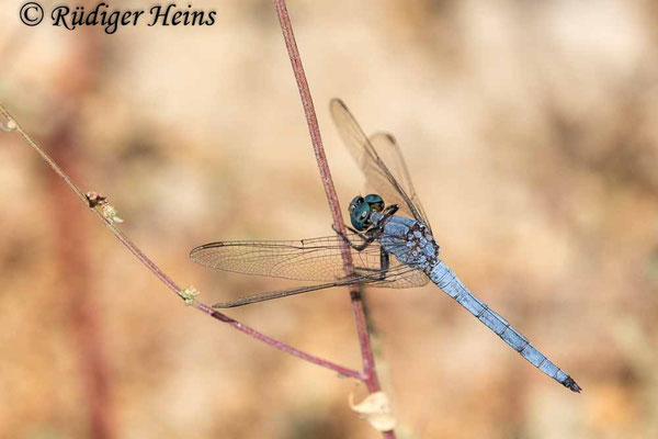 Orthetrum coerulescens anceps (Südöstlicher Kleiner Blaupfeil) Männchen