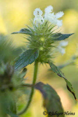Galeopsis tetrahit (Gemeiner Hohlzahn), 26.9.2021