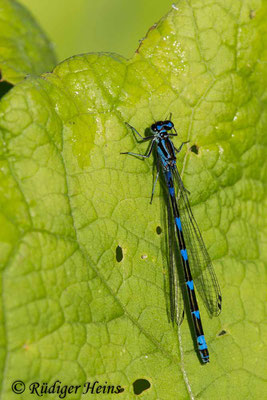 Coenagrion puella (Hufeisen-Azurjungfer) Männchen, 30.5.2021