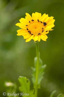 Glebionis segetum (Saat-Wucherblume)