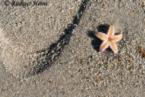 Asterias rubens (Gemeiner Seestern), 20.4.2021