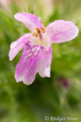Galeopsis tetrahit (Gemeiner Hohlzahn), 12.9.2019