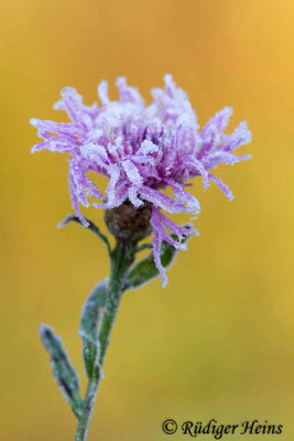 Centaurea jacea (Wiesen-Flockenblume), 7.10.2019
