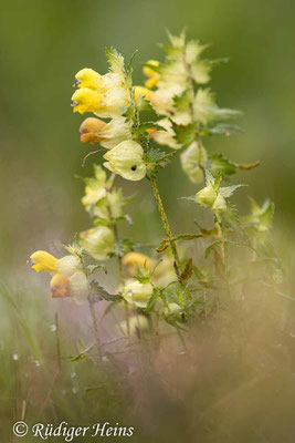 Rhinanthus angustifolius (Großer Klappertopf), 2.9.2021