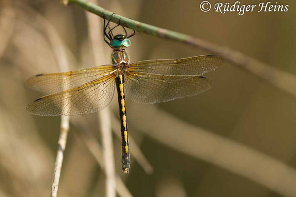 Oxygastra curtisii (Gekielter Flussfalke) Weibchen, 20.6.2017