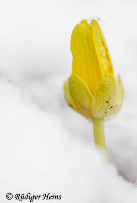 Ranunculus ficaria (Scharbockskraut), 31.3.2022