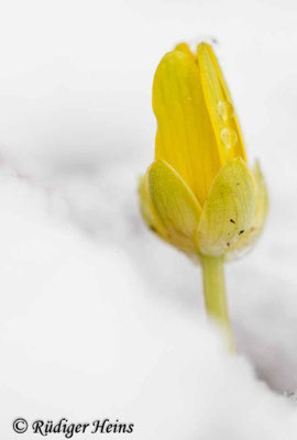 Ranunculus ficaria (Scharbockskraut)