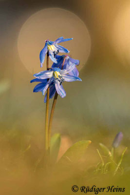 Scilla siberica (Sibirischer Blaustern), 8.3.2025