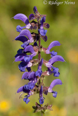 Salvia pratensis (Wiesensalbei), 17.5.2012