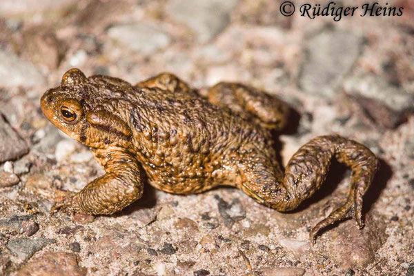Bufo bufo (Erdkröte) Männchen, 20.3.1989 (Scan vom Dia)