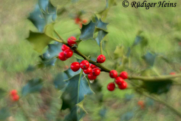 Ilex aquifolium (Europäische Stechpalme), 13.2.2016