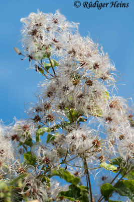 Clematis vitalba (Gewöhnliche Waldrebe), 17.9.2023