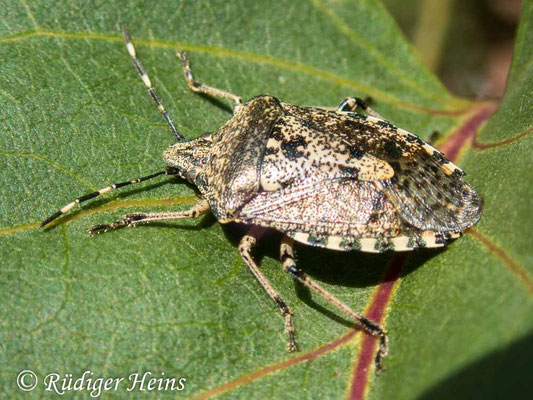 Rhaphigaster nebulosa (Graue Gartenwanze)