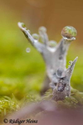 Xylaria hypoxylon (Geweihförmige Holzkeule), 14.11.2024