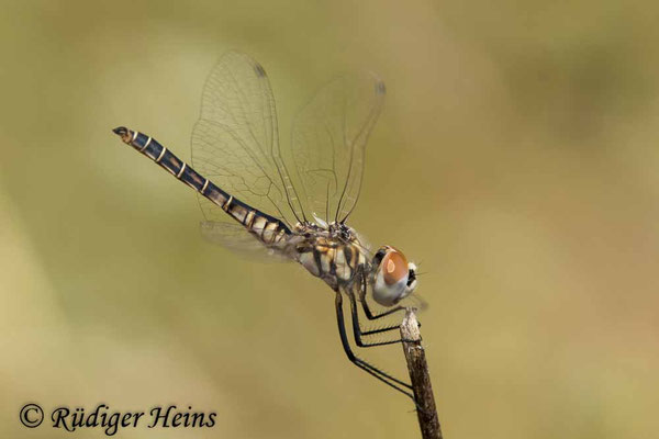 Selysiothemis nigra (Teufelchen, Schwarzer Baron) Männchen