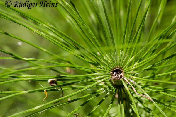 Equisetum telmateia (Riesen-Schachtelhalm), 29.6.2019