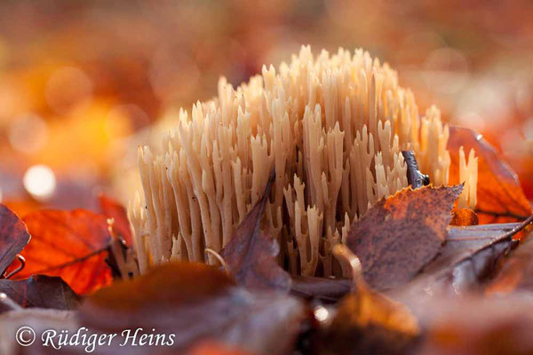 Korallenpilz (Ramaria sp.), 10.11.2019