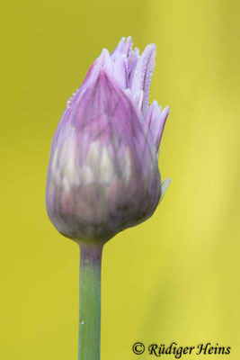 Allium schoenoprasum (Schnittlauch), 19.7.2024