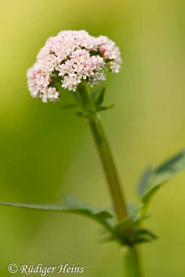 Valeriana dioica, Kleiner Baldrian