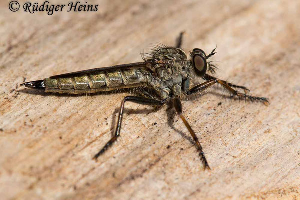 Tolmerus atricapillus (Gemeine Raubfliege) Weibchen, 21.7.2020