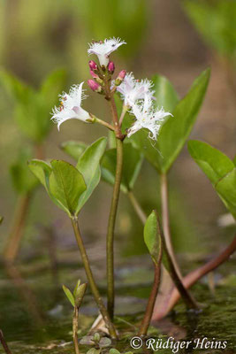 Menyanthes trifoliata (Fieberklee)