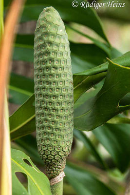 Monstera deliciosa (Fensterblatt), 2.10.2021