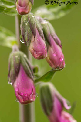 Digitalis purpurea (Roter Fingerhut)