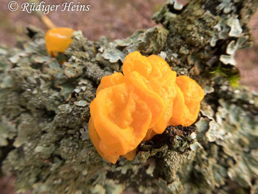 Tremella mesenterica (Goldgelber Zitterling), 26.12.2019