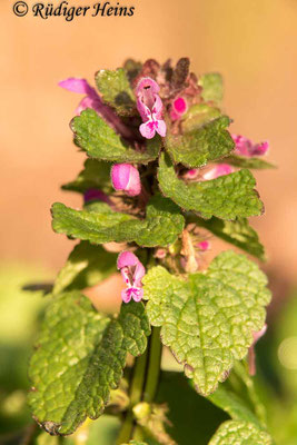 Lamium purpureum (Purpurrote Taubnessel), 3.4.2020