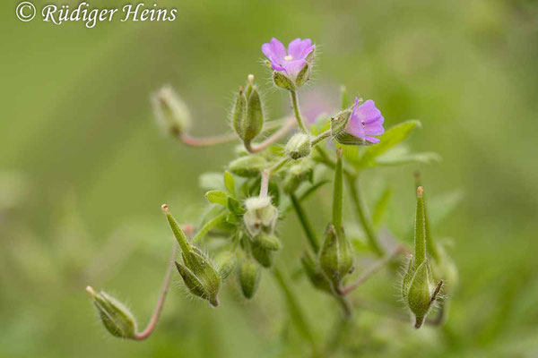 Geranium pusillum (Kleiner Storchschnabel), 25.6.2025