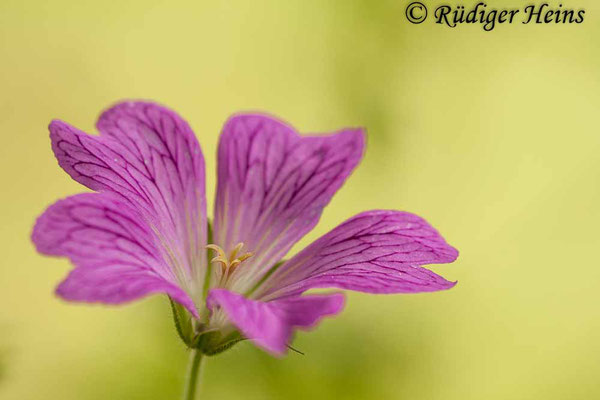 Geranium endressii (Basken-Storchschnabel), 21.6.2024