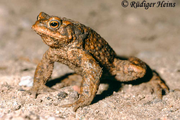 Bufo bufo (Erdkröte) Männchen, 2.4.2001 (Scan vom Dia)