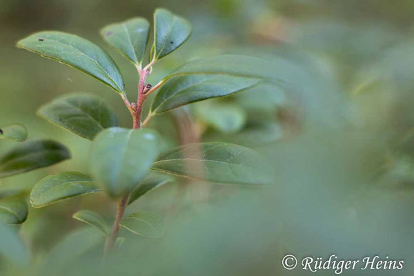 Preiselbeere (Vaccinium vitis-idaea) Blätter, 6.10.2022 - Rokkor 50mm f/1.7