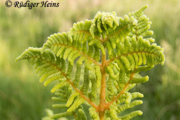 Osmunda regalis (Königsfarn), 8.6.2020